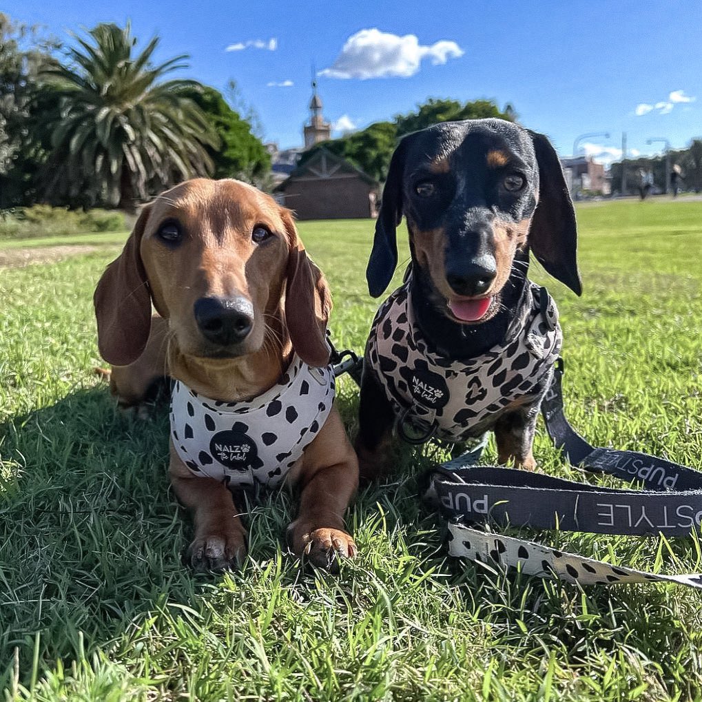 Best Playgrounds in North Shore Sydney