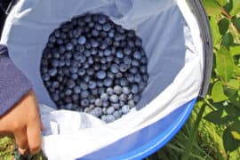 Blueberry Picking Places in Auckland