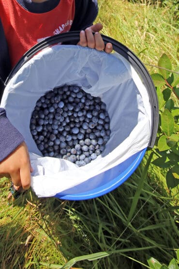 Blueberry Picking Places in Auckland