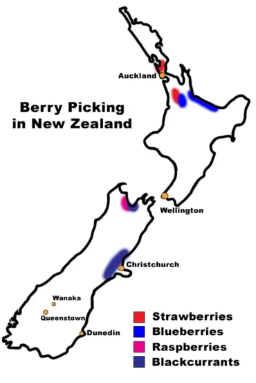 Blueberry Picking Places in Christchurch