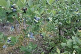 Blueberry Picking Places in Dunedin