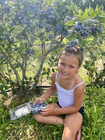 Blueberry Picking Places in Hamilton