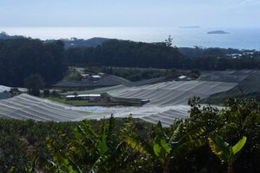 Blueberry Picking Places in North Shore Sydney