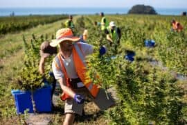 Blueberry Picking Places in Queenstown