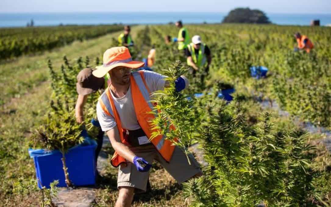 Blueberry Picking Places in Queenstown