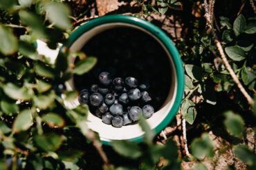 Blueberry Picking Places in Sydney