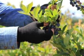 Blueberry Picking Places in Tauranga