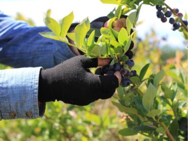 Blueberry Picking Places in Tauranga