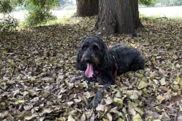 Dog Friendly Beaches in Christchurch