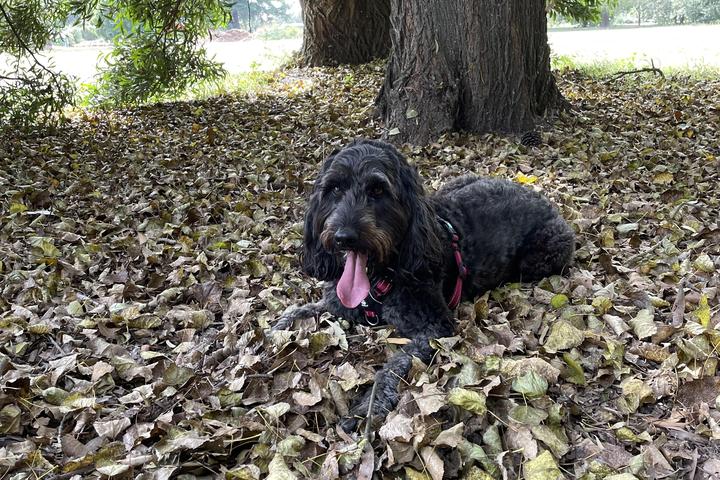 Dog Friendly Beaches in Christchurch