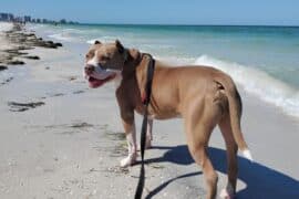 Dog Friendly Beaches in Dunedin