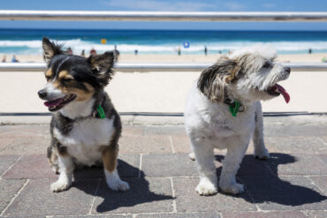 Dog Friendly Beaches in North Shore Sydney