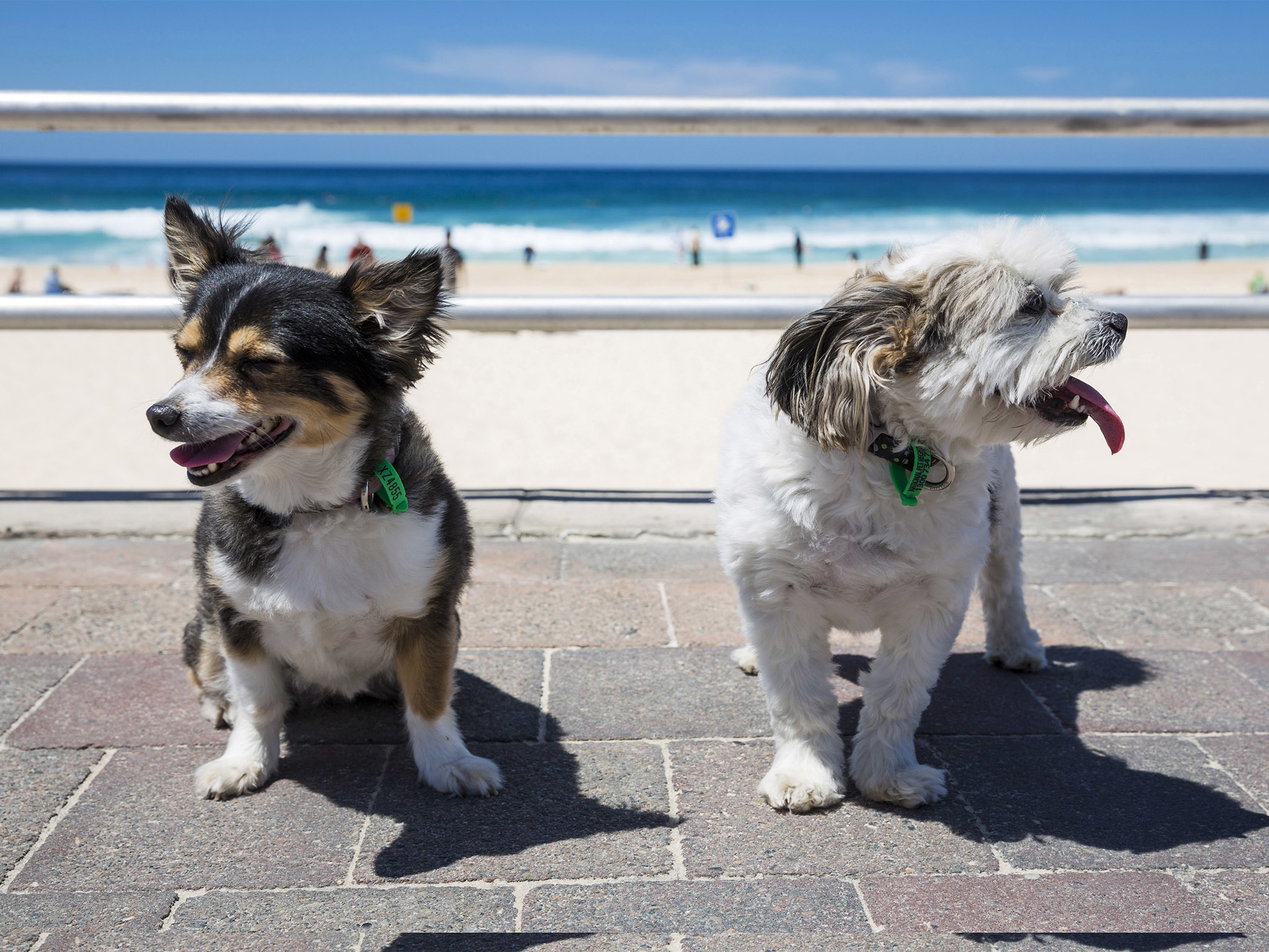 Dog Friendly Beaches in North Shore Sydney