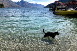 Dog Friendly Beaches in Queenstown