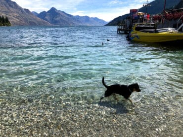 Dog Friendly Beaches in Queenstown