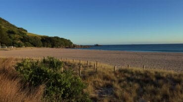 Dog Friendly Beaches in Tauranga