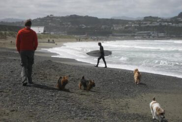 Dog Friendly Beaches in Wellington