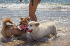 Dog Friendly Beaches in Western Sydney