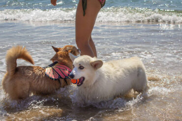 Dog Friendly Beaches in Western Sydney