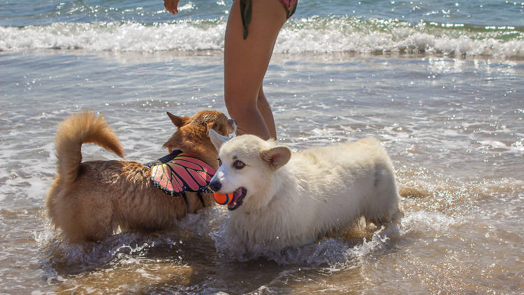 Dog Friendly Beaches in Western Sydney