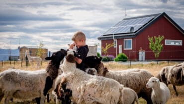 Family Farm Stays in Auckland