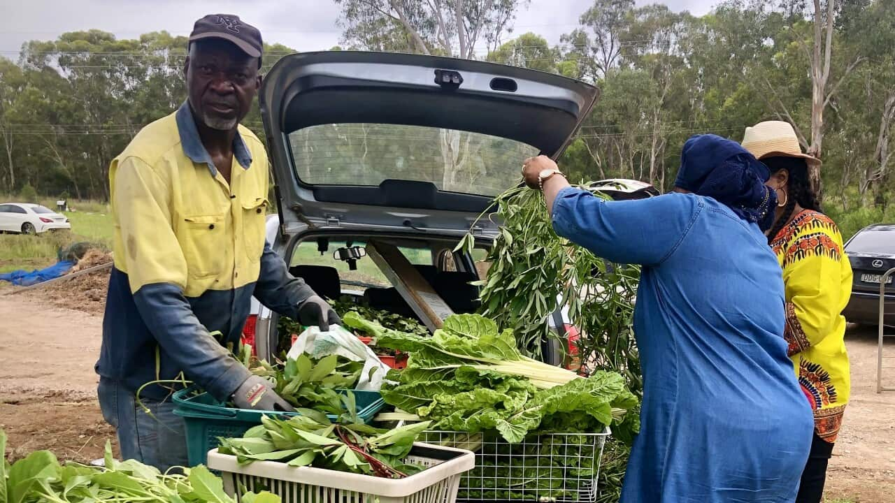 Farmers Markets in Western Sydney