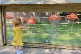 Free Attractions for Toddlers in Hamilton