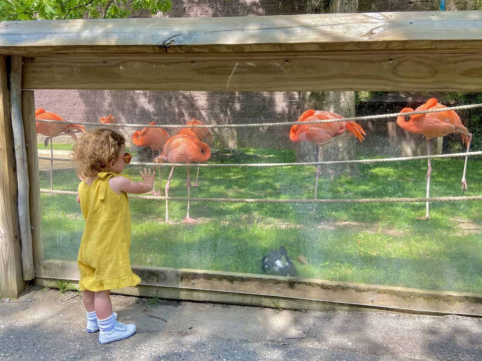 Free Attractions for Toddlers in Hamilton