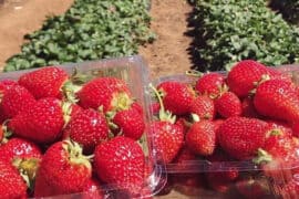 Fruit Picking for Kids in Auckland