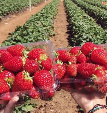 Fruit Picking for Kids in Auckland