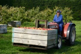 Fruit Picking for Kids in Christchurch