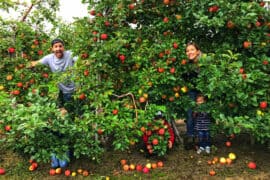 Fruit Picking for Kids in Hamilton