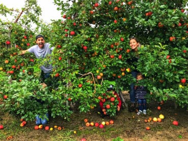 Fruit Picking for Kids in Hamilton