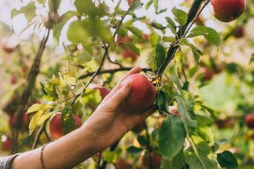 Fruit Picking for Kids in North Shore Sydney