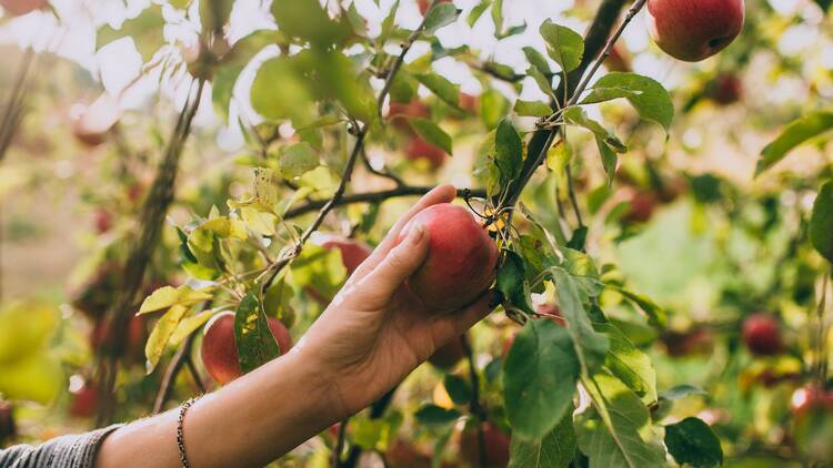 Fruit Picking for Kids in North Shore Sydney