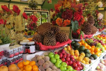 Fruit Picking for Kids in Queenstown