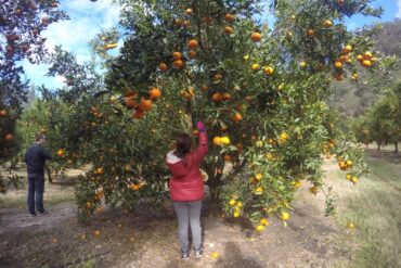 Fruit Picking for Kids in Sydney