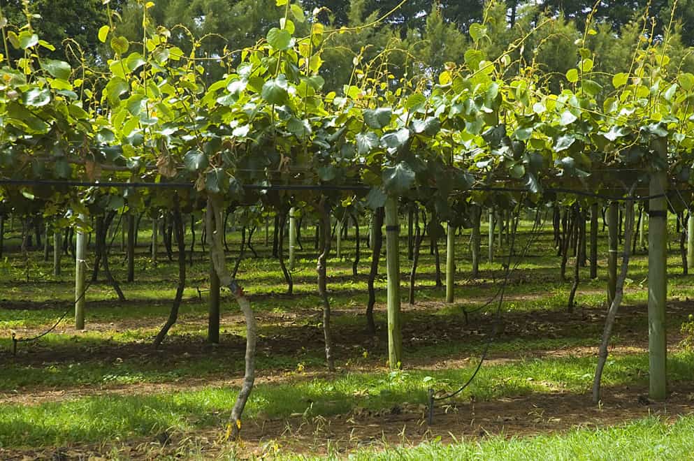 Fruit Picking for Kids in Tauranga