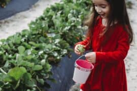 Fruit Picking for Kids in Wellington