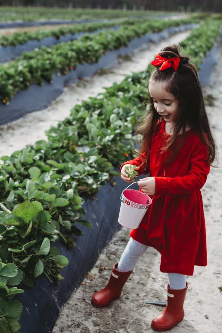 Fruit Picking for Kids in Wellington