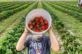 Fruit Picking in Auckland