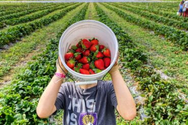 Fruit Picking in Auckland