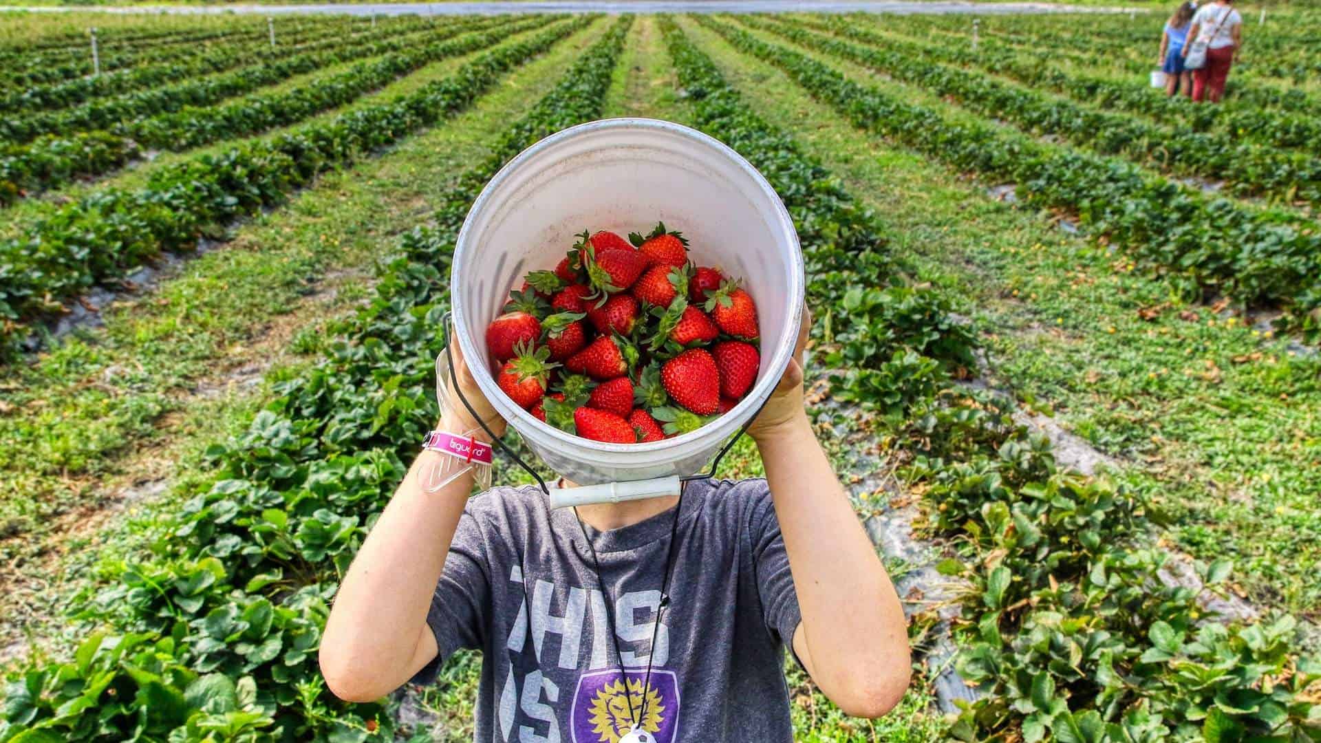 Fruit Picking in Auckland