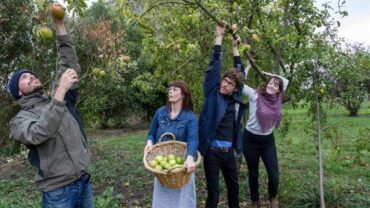 Fruit Picking in Christchurch