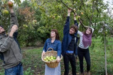 Fruit Picking in Christchurch