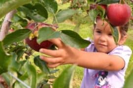 Fruit Picking in Hamilton