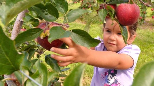 Fruit Picking in Hamilton