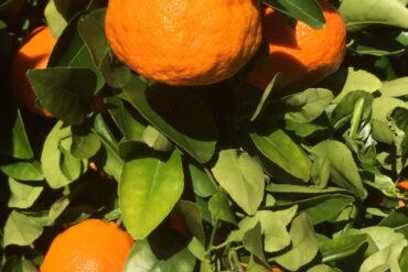 Fruit Picking in North Shore Sydney