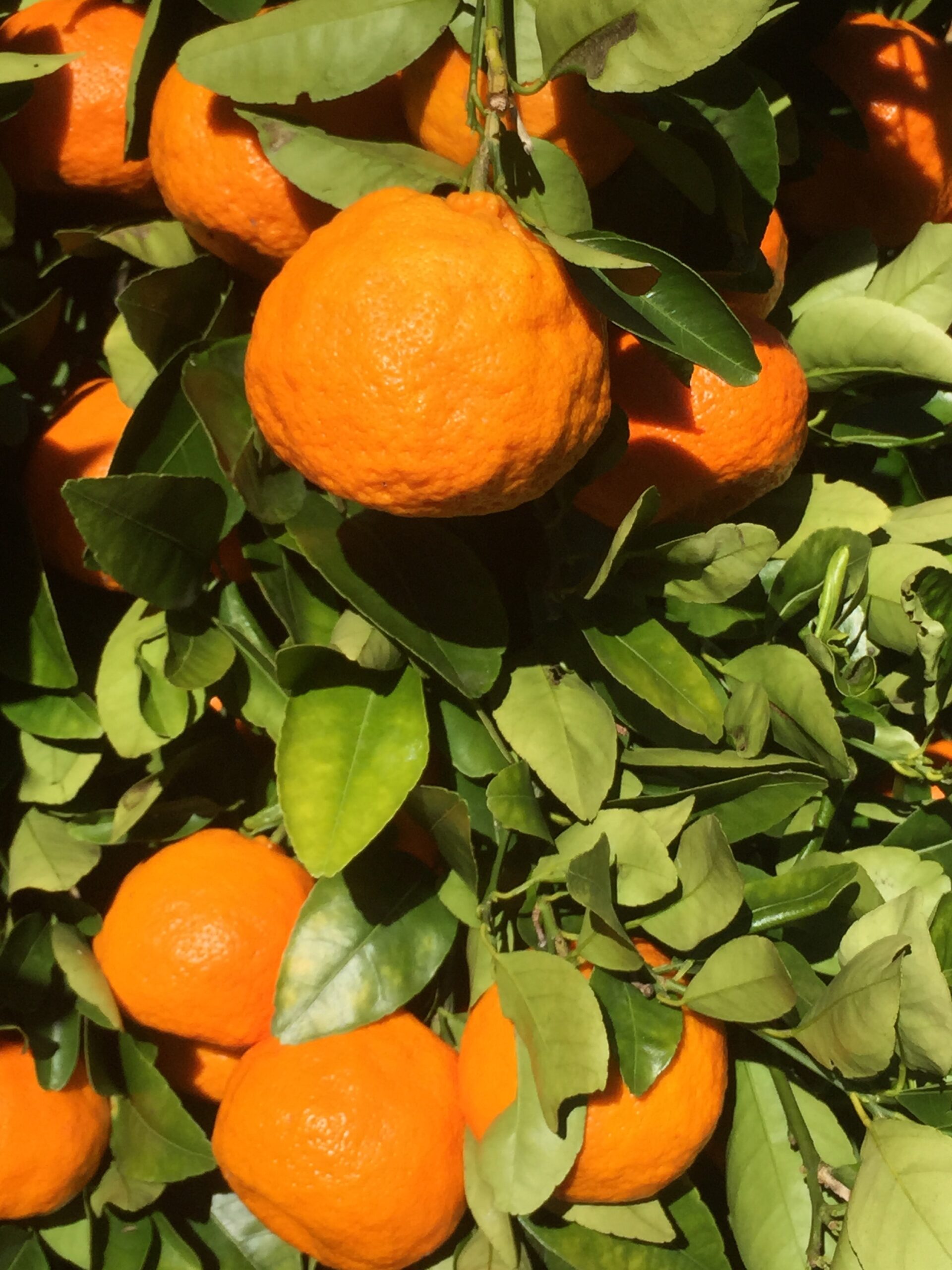 Fruit Picking in North Shore Sydney