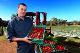 Fruit Picking in Wellington